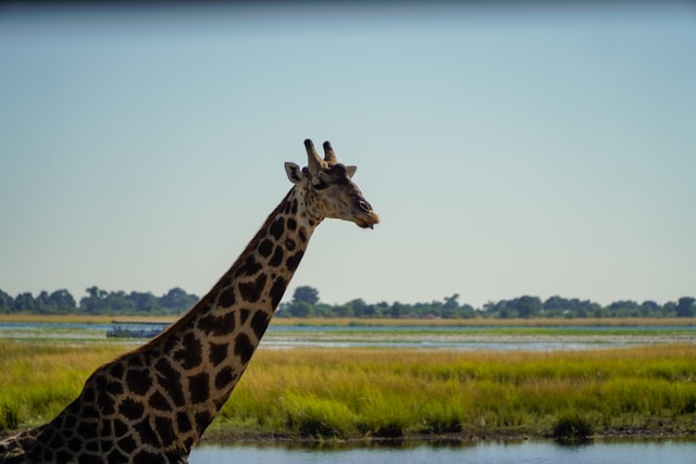 Safari in Tanzania